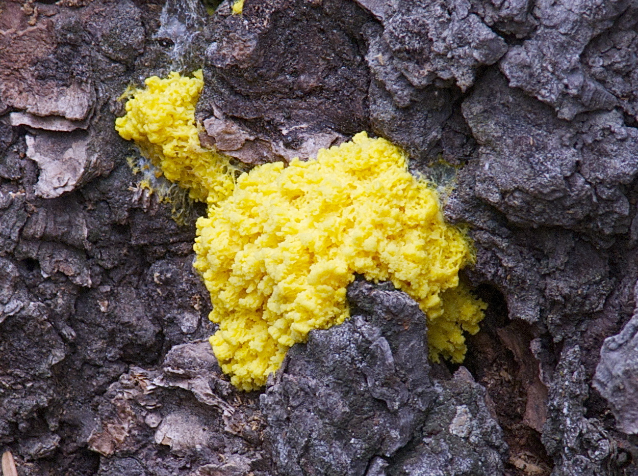 Slime Mold Music Bibliolore