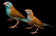 Featured image for post 'Courtship dance step sounds of the blue-capped cordon-bleu